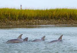 Image result for dolphins at Folly Beach, South Carolina