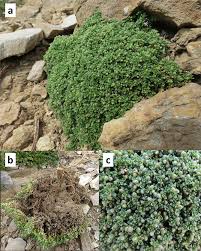 Herniaria alpina (Caryophyllaceae) in the Iberian Peninsula ...