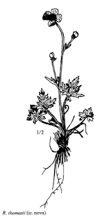 Sp. Ranunculus thomasii - florae.it