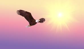 Image result for eagle soaring