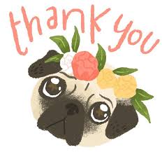 Image result for pugs thank you images