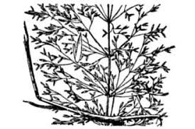 Plants Profile for Agrostis stolonifera (creeping bentgrass)