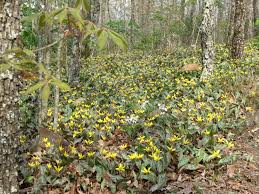 Image result for Trout Lily