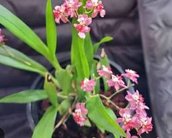 Imagen de Oncidium orchid