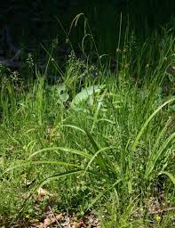 Carex pendula - Wikipedia