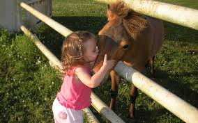 Image result for pictures of horses