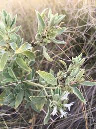 Marrubium peregrinum L., Horehound (World flora) - Pl@ntNet identify