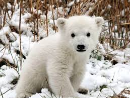 Résultat de recherche d'images pour "cute polar bear"
