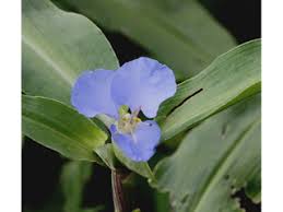 Commelina virginica (Virginia dayflower) | Native Plants of North ...