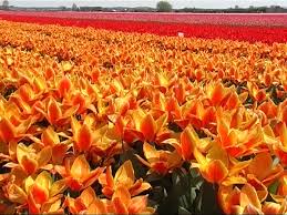 Image result for orange color flowers