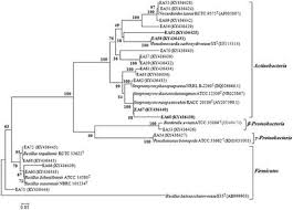 Microbial Flora Associated with the Halophyte–Salsola ... - Frontiers