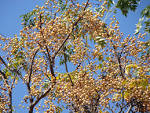 chinaberry tree
