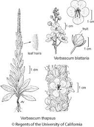 Verbascum blattaria