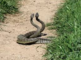 Image result for pictures of two snakes together