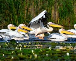 Observarea păsărilor în Delta Dunării