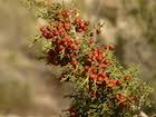 Juniperus phoenicea (Phoenician juniper) description