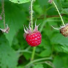 Rubus idaeus (red raspberry): Go Botany