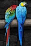 Pictures of 2 parrots together <?=substr(md5('https://encrypted-tbn2.gstatic.com/images?q=tbn:ANd9GcRAY6xw_JstDC1wFnUpgZYP1Eu26b9UU-EnqM9PQ95a_waGQwCGZ_Fb3EY'), 0, 7); ?>