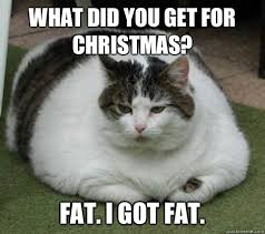 Memes Vault Funny Fat Cat for Memes via Relatably.com