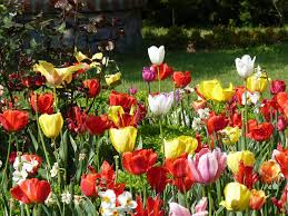 Image result for flowers of all colors flowers "flowers"