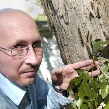 WYOMING -- Craig Piersma thought having thousands of gypsy moth caterpillars defoliating his six large oak trees was bad enough. - 1Gypsy-Moth-Infest