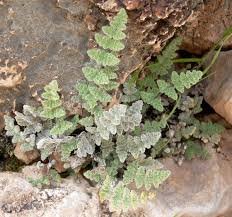 Cheilanthes - Wikipedia
