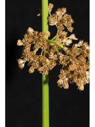 Juncus effusus (Common rush) | Native Plants of North America
