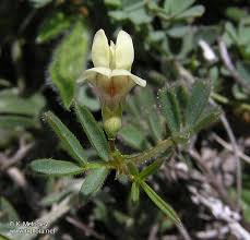 Lathyrus saxatilis - picture 3 - The Bulgarian flora online