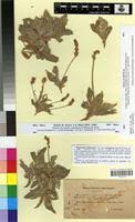 Plantago albicans in Global Plants on JSTOR
