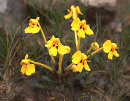 Pedicularis in Flora of China @ efloras.org