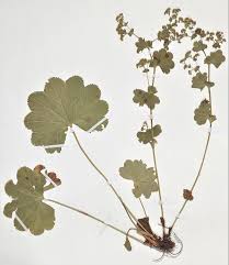 File:Alchemilla coriacea herbarium.jpg - Wikimedia Commons
