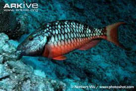 Image result for stoplight fish