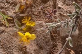 Bupleurum semicompositum - Flora of Qatar