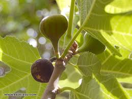 Image result for fig tree in israel