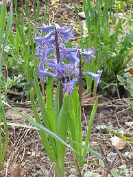 Hyacinthus orientalis - Wikipedia