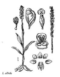 Sp. Alchemilla subseriacea - florae.it