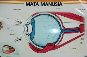 Image result for matamanusia