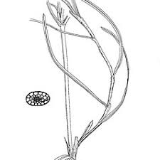 Potamogeton pusillus (small pondweed): Go Botany