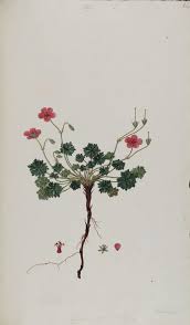 File:Flora Graeca Geranium asphodeloides.jpg - Wikimedia Commons