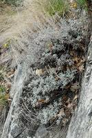 Species information - Artemisia vallesiaca All.
