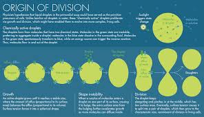 How did life begin? Dividing droplets could hold the answer. (Article ...