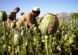 opium poppy | Description, Drugs, & Seeds | Britannica
