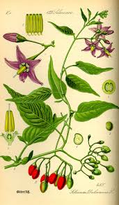 Solanum dulcamara - Wikipedia