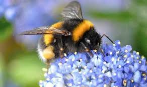 Image result for bees
