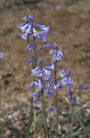 Brimeura amethystina|amethyst hyacinth/RHS Gardening