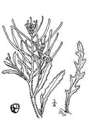 Plants Profile for Erysimum repandum (spreading wallflower)
