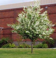 Prunus padus | Landscape Plants | Oregon State University