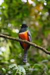 Image result for orange breasted trogon monteverde google images