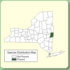 Allium neapolitanum - Species Page - NYFA: New York Flora Atlas