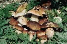 Risultati immagini per riconoscere i funghi